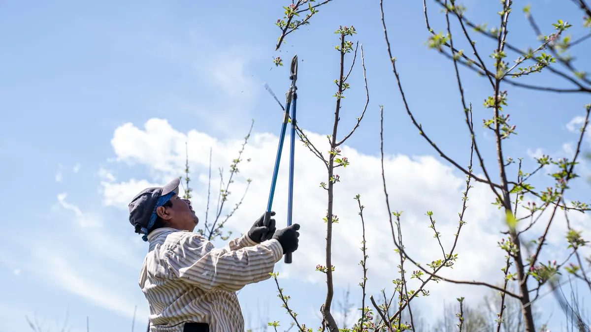 A Month-by-Month Aspen Tree Care Checklist for UK Gardeners