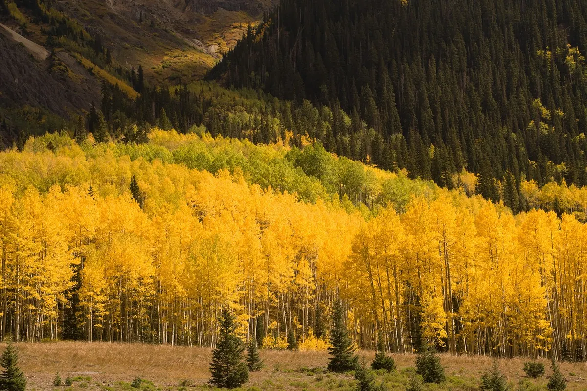 Are Aspen Trees Invasive in the UK? An Honest Explainer