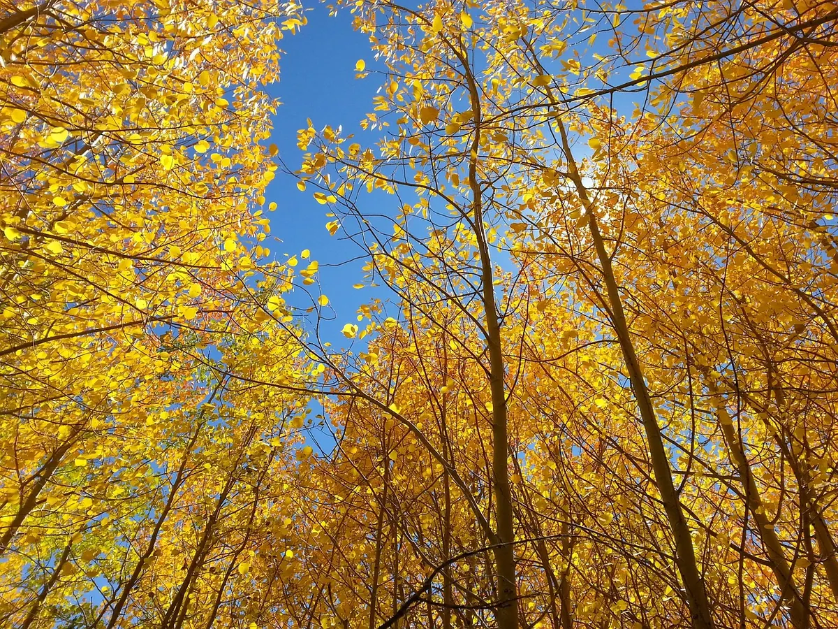 Aspen Autumn Colour: Why Leaves Turn Gold and When to See It