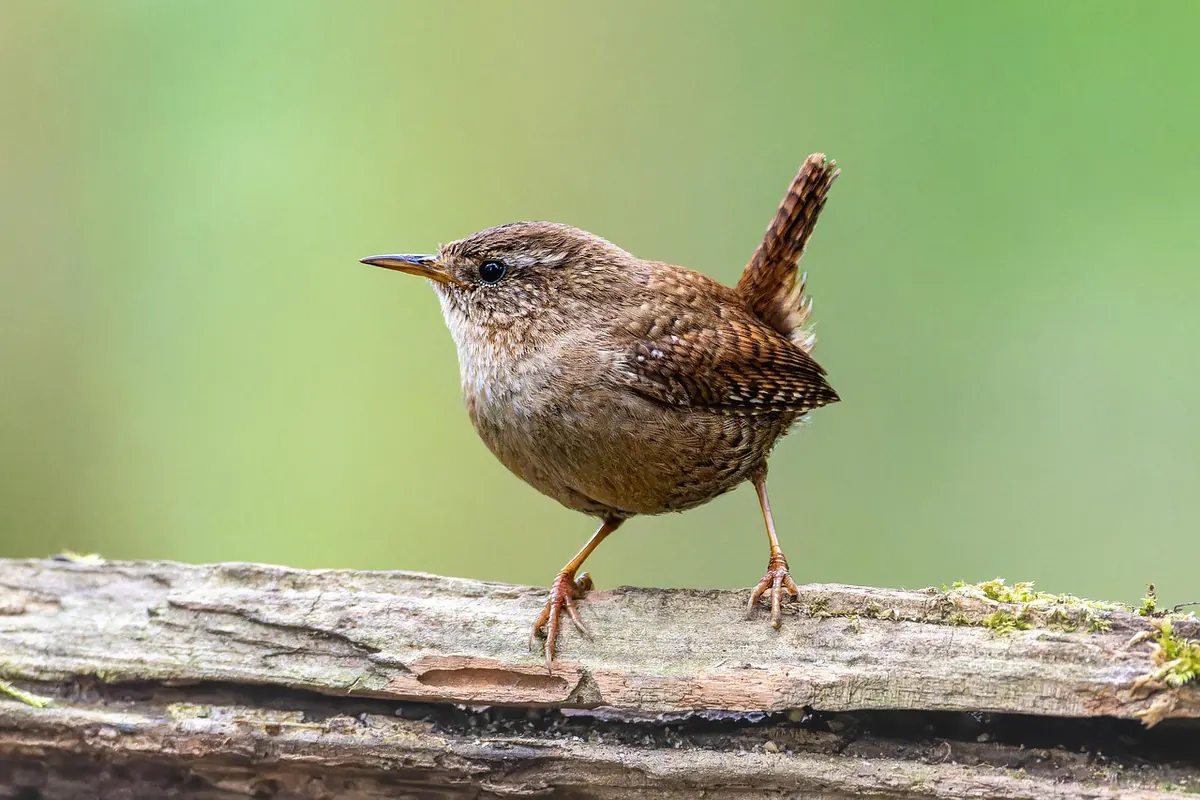 Aspen Trees for Wildlife: A Conservation Guide for UK Woodlands