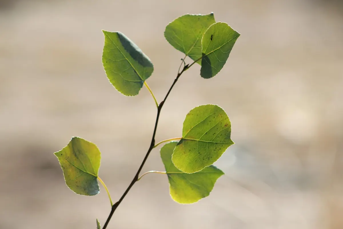 How to Identify Aspen Trees in the UK: A Beginner's Guide