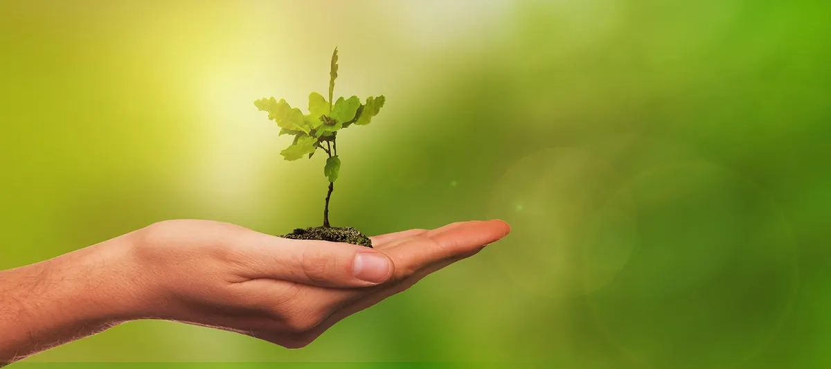 Planting Aspen Trees: A Step-by-Step Guide for UK Gardens